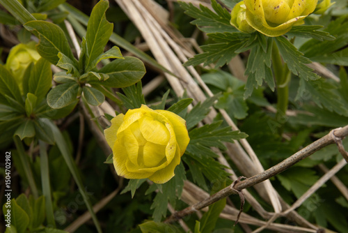 Fototapeta Naklejka Na Ścianę i Meble -  Trollius europaeus flowering plant of the family Ranunculaceae. 