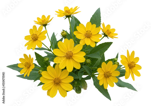 Group of bright yellow flowers isolated on transparent background