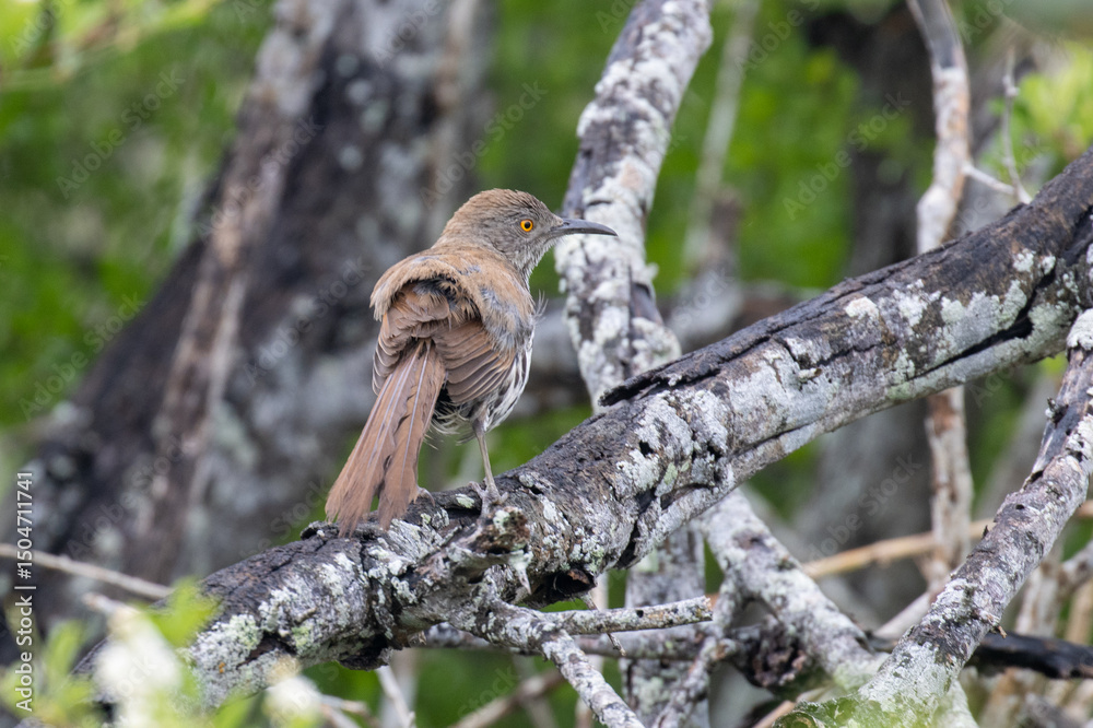 Fototapeta premium Long-billed Thrasher singing while standing on a birch branch.