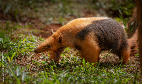 southern tamandua, Tamandua tetradactyla, collared  and lesser anteater, looking for food photo