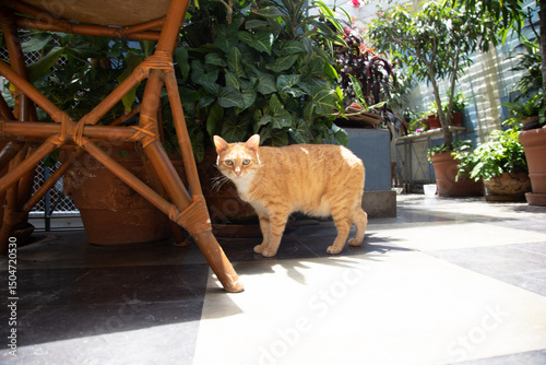 Domestic  striped Orange ginger cat walking through garden in a sunny day in Lima Peru