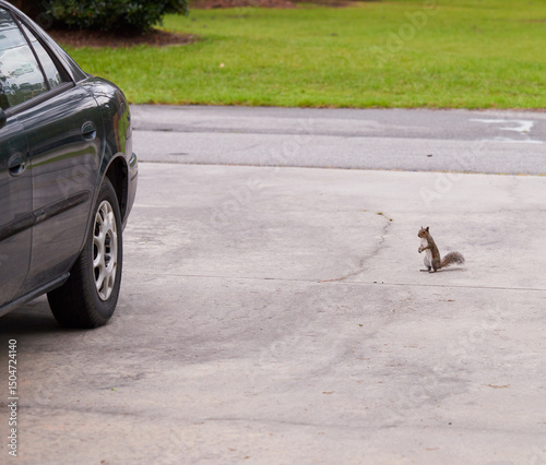 A northern gray squirrel (Sciurus carolinensis) playing on the concrete driveway and on the front lawn! photo