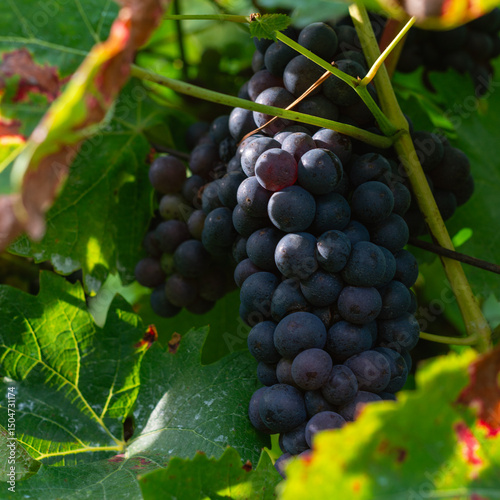 Ripe red grapes hanging on vine among green leaves