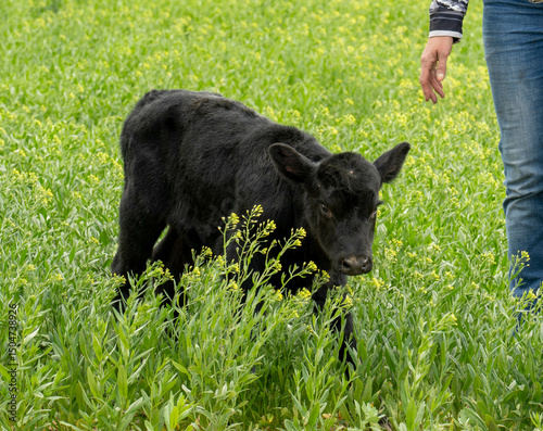 Calf in field