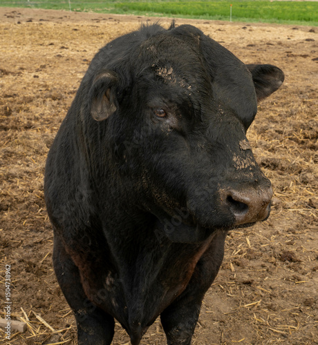 cow in a farm