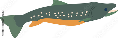 Single pike fish vector illustration
