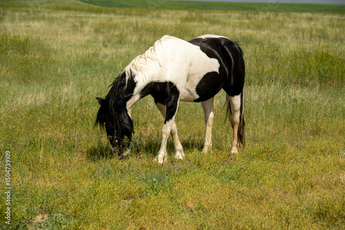 horses in the field