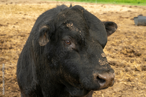 black bull