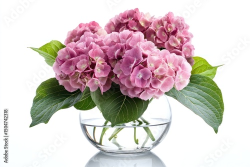 Pink hydrangea flowers in a clear glass vase, surrounded by green leaves, isolated on a white background