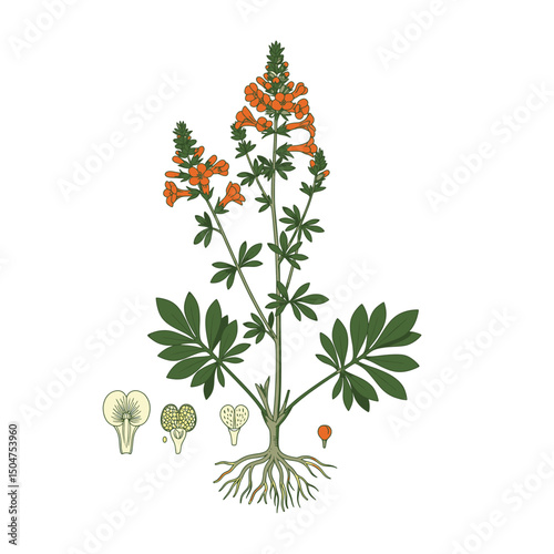 Vintage Botanical Anatomy Diagram Modernized With Flat Color Accents And Clean Line Art On White Background For Educational Design And Editorial Layouts