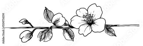 cherry blossom branch in hand-drawn engraving style
