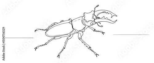stag beetle insect in technical line drawing