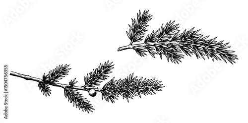 juniper branch sketch with berries