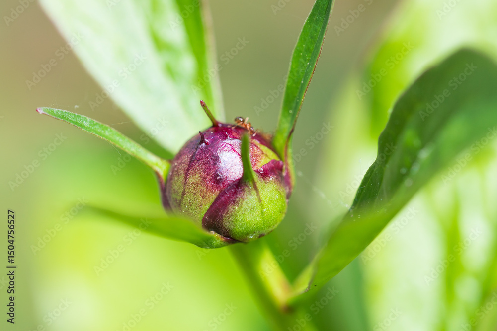 Obraz premium bug on a flower