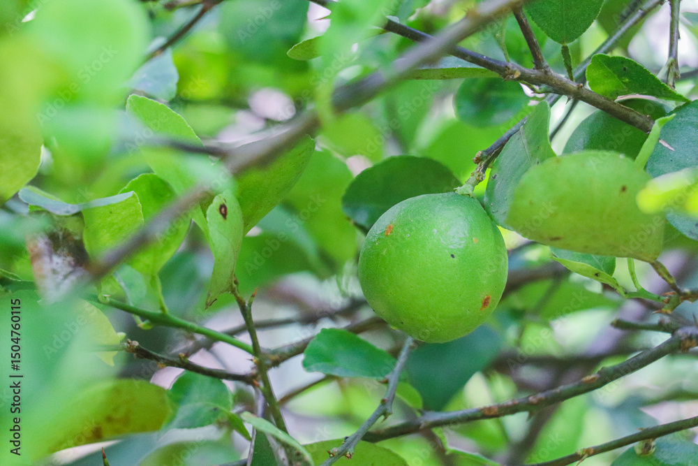 Healthy Green Lime Nestled Among Branches And Leaves In Natural Outdoor Garden Environment Healthy Green Lime Nestled Among Branches And Leaves In Natural Outdoor Garden Environment