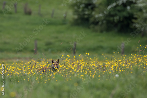 An adult red fox (Vulpes vulpes), hidden in a meadow among yellow flowers, looking straight into the camera. Europe