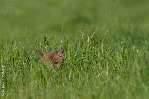 A very young red fox (Vulpes vulpes) hidden in the tall green grass. Europe