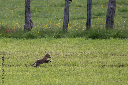 Red fox kit (Vulpes vulpes) playing in the field of green grass. Europe