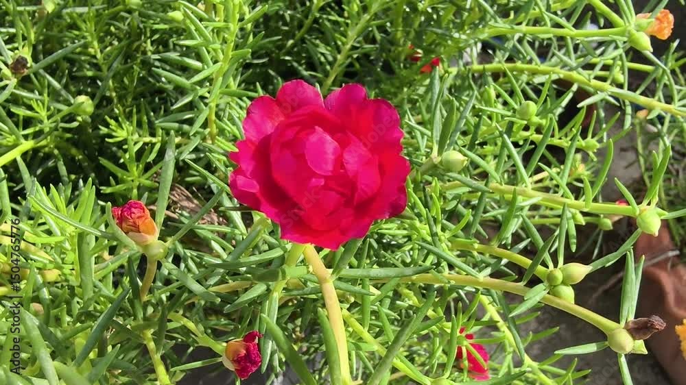 custom made wallpaper toronto digitalMorning glory flowers are blooming.