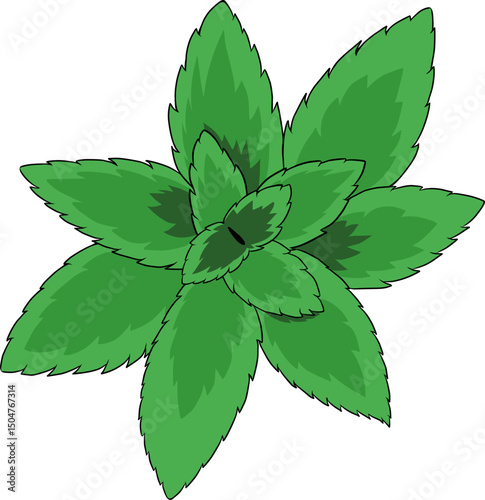 green leaves isolated on white background