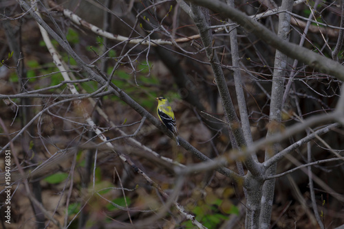 Small birds on springtime trees photo