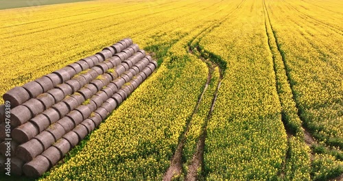 Pile of bales of hay on yellow rape field.