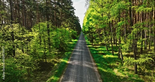 Green forest and road in spring at sunlight, Poland.
