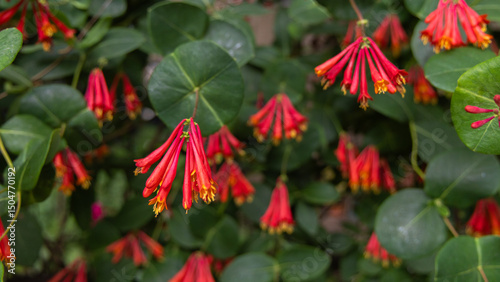 Vibrant Red Honeysuckle Flowers in Bloom
