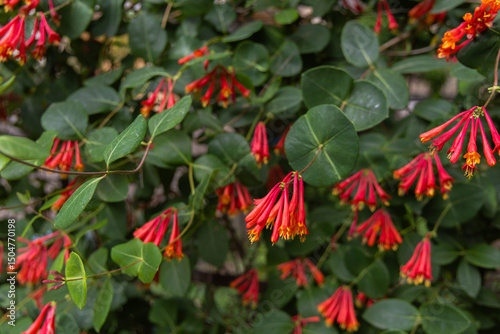 Vibrant Red Honeysuckle Flowers in Bloom photo