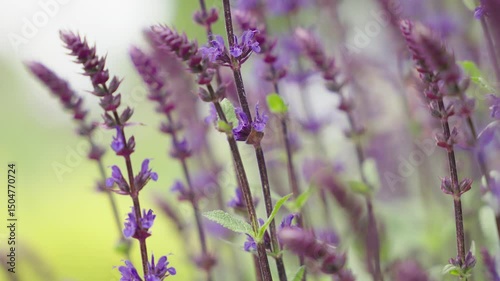 Close-up of purple flowers gently swaying in the wind at the beginning of summer. Soft natural motion and peaceful atmosphere, ideal for nature themes, relaxation, and seasonal content.