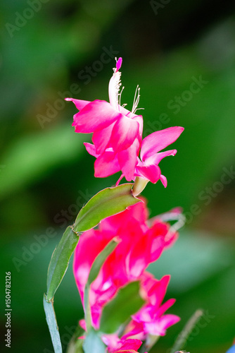 Flor de maio (Schlumbergera truncata)	