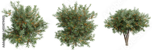 Sea buckthorn (Hippophae) trees with orange berries on transparent background.3d rendering