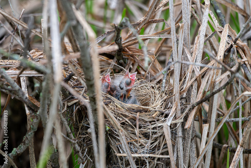 Red-winged blackbird chicks in nest among reeds