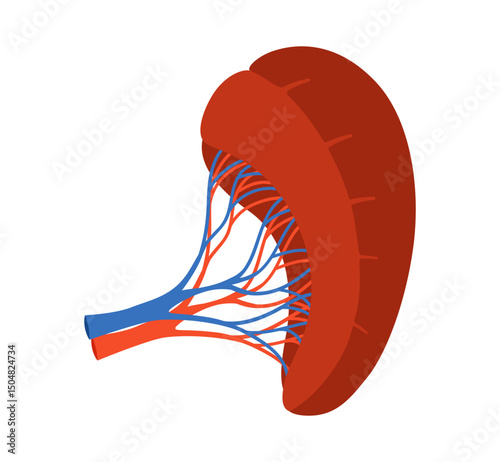 Human spleen cartoon stylized vector illustration. Anatomical organ spleen digestion system symbol on white background. Drawing human spleen gland for medical infographic, children simple style design