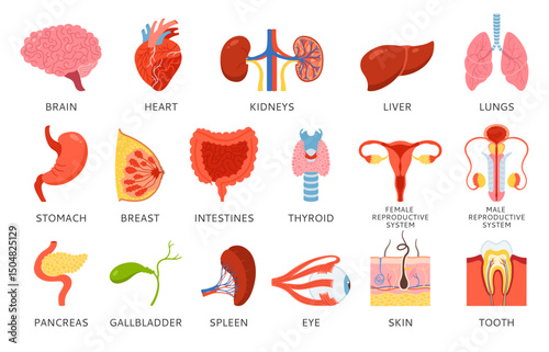 Human organs with names description set infographic. Cartoon lung brain, heart kidneys, stomach, chest intestines, reproductive system female male, skin hair tooth eye, body elements hand drawn vector