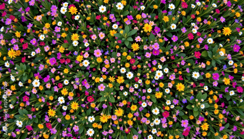 Vibrant overhead view of colorful flower garden filled with variety of blooming flowers in shades of pink, yellow, white, and purple, creating lively and cheerful atmosphere