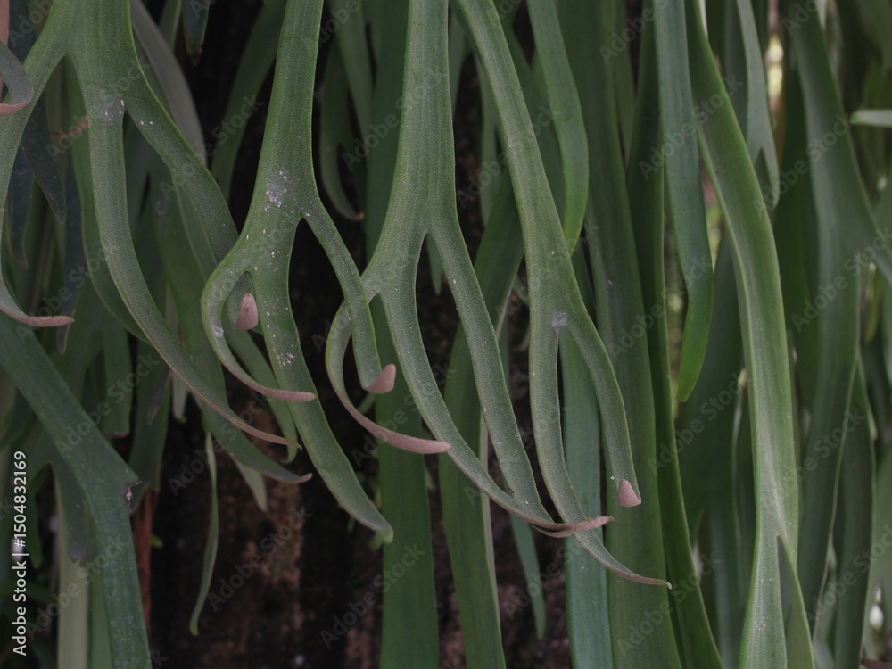 Obraz premium close up of a green plant. staghorn fern leaves