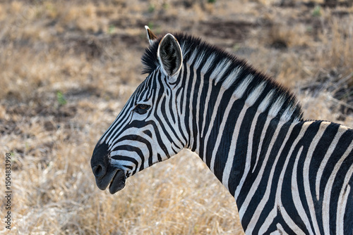 Zebra Head Profile - Kruger National Park - South Africa