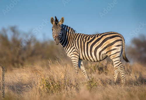 Zebra Standing in a Field of Grass - Kruger National Park - South Africa