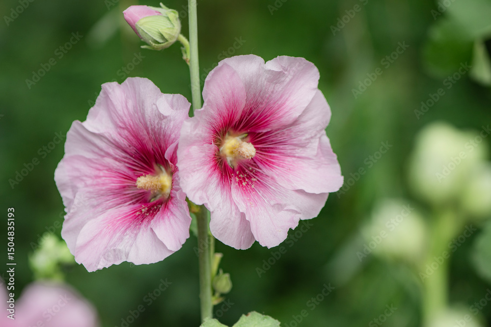 Colorful and beautiful hibiscus flowers bloom in summer Colorful and beautiful hibiscus flowers bloom in summer