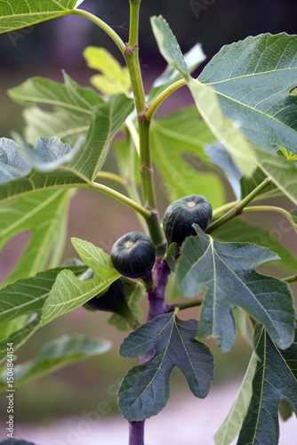 fig