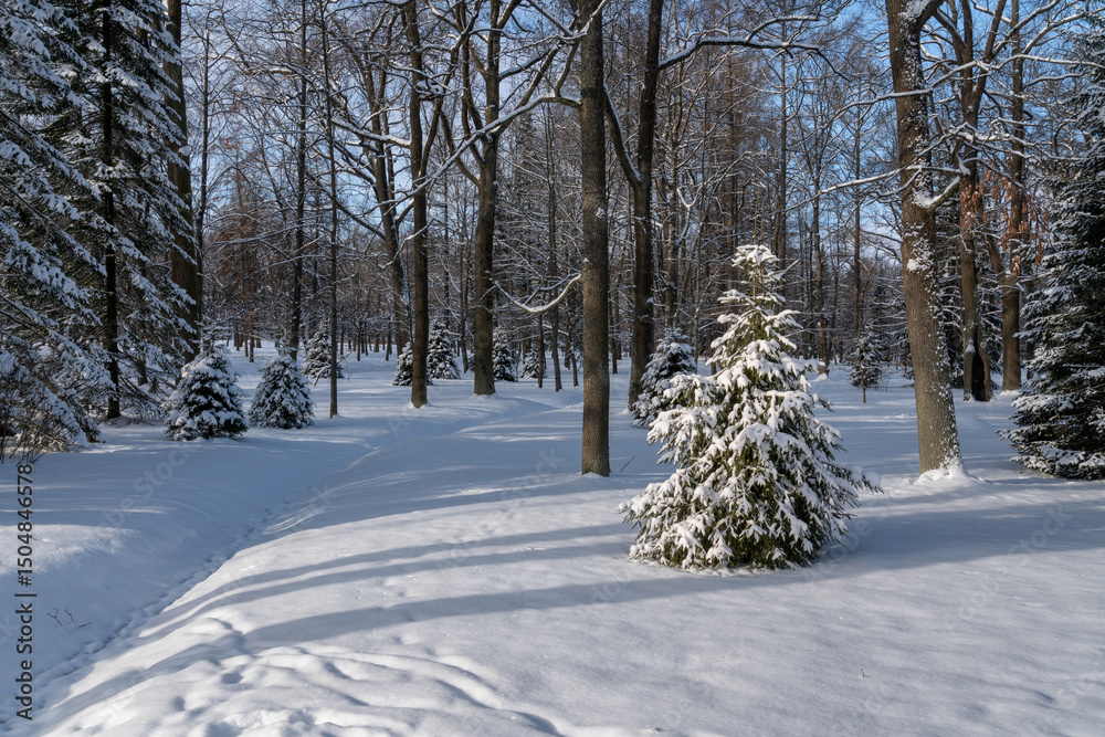 Fototapeta premium Peterhof Lower Park covered with snow on a sunny winter day, St. Petersburg, Russia