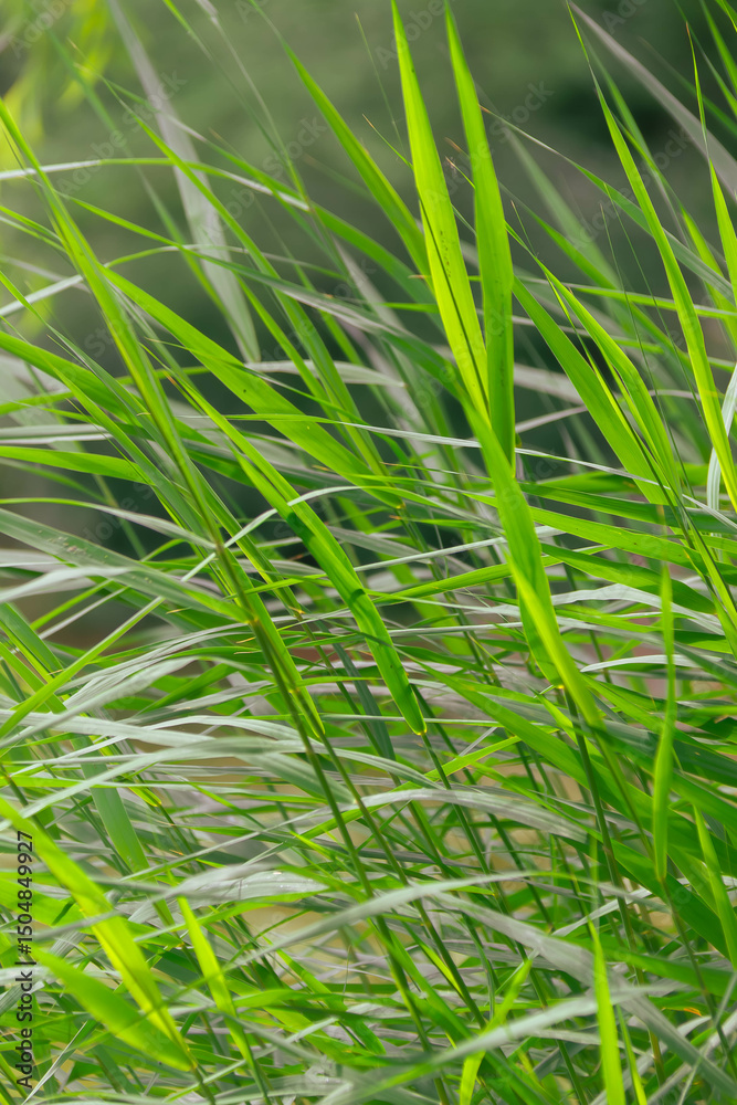 Naklejka premium summer green plants, minimalist background