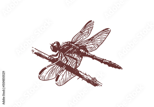 Dragonfly Hand Drawn Natural Illustration Vector Isolated by AZ for Books, Arts, Design and Decoration Graphic Asset