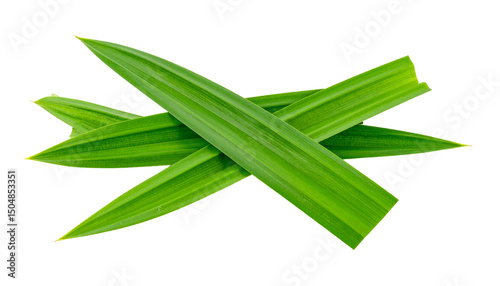 Pandan leaves isolated on transparent background