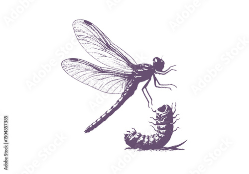 Dragonfly Detailed Hand Drawn Natural Illustration Vector Isolated by AZ for Books, Arts, Design and Decoration Graphic Asset