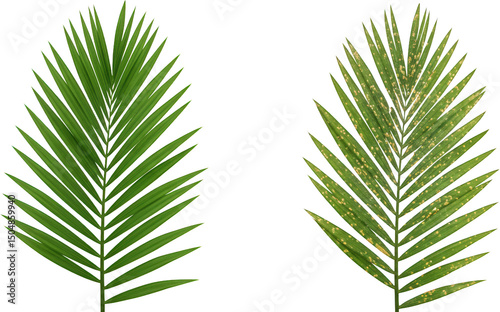 Healthy vs Diseased Palm Frond Detailed Comparison of Leaf Spots and Healthy Foliage photo