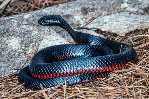 Australian Red-bellied Black Snake with hood flattened in defensive stance