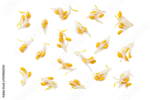 Neat sprout bundle on transparent background ideal for macrobiotic bowl infographics