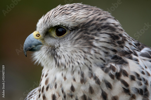 The Saker Falcon (Falco cherrug).